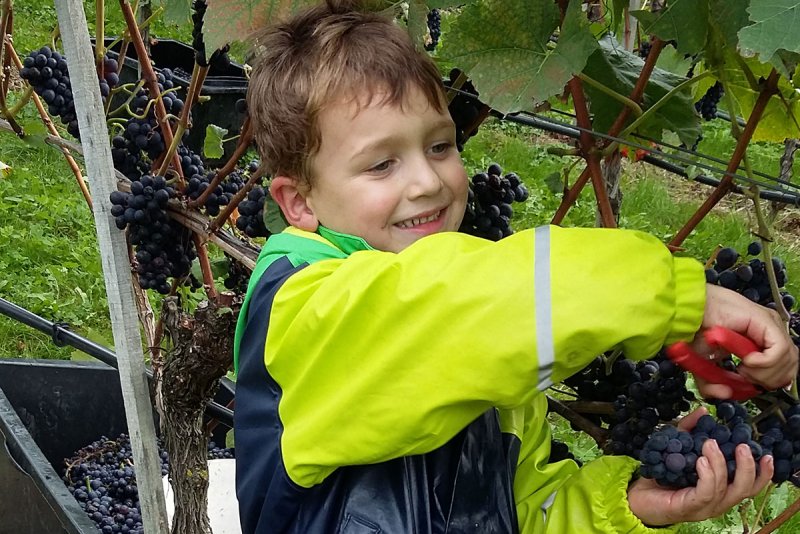 Jungwinzer bei der Ernte