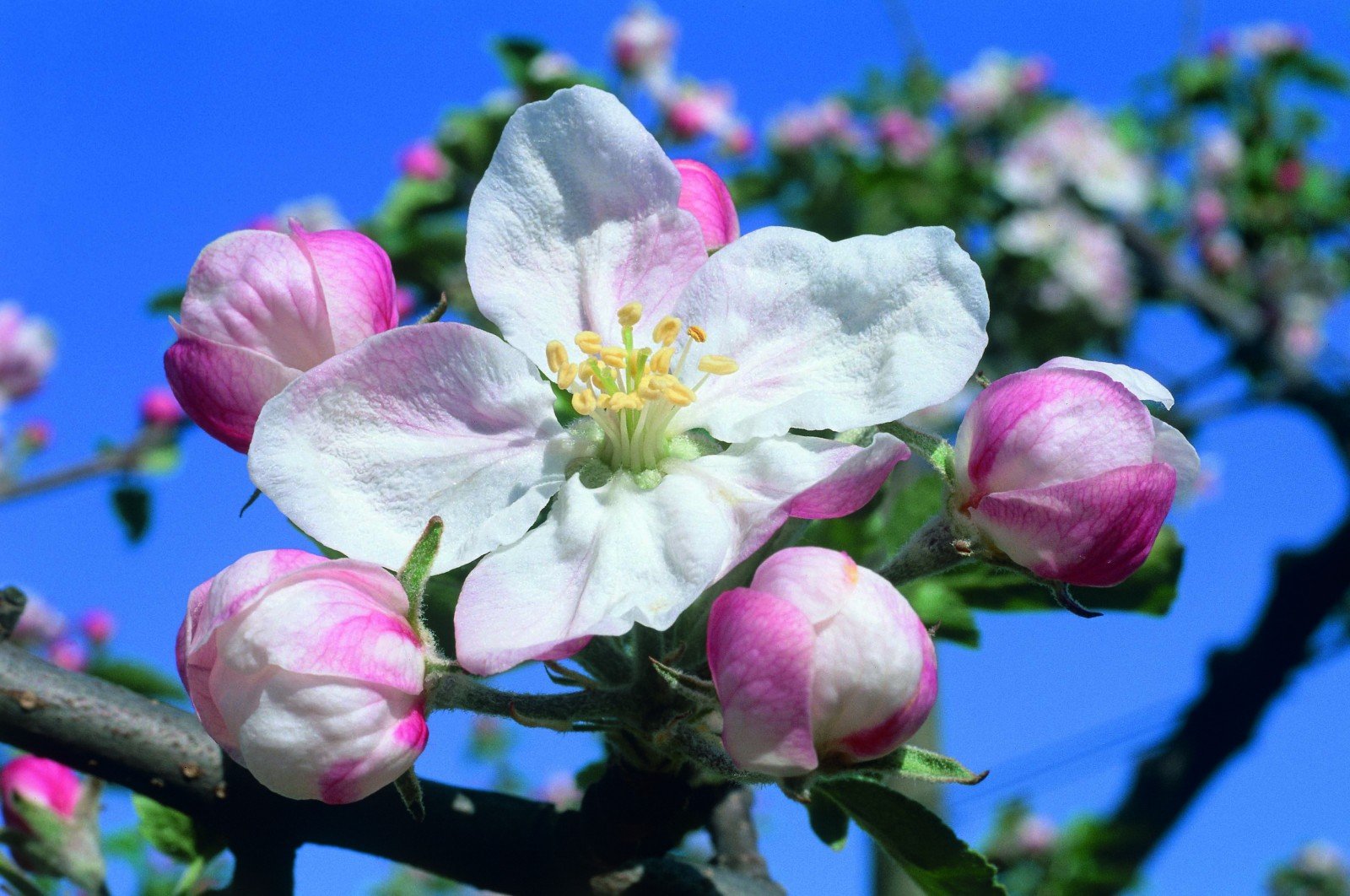 Blütenwanderung Blütenwanderung
